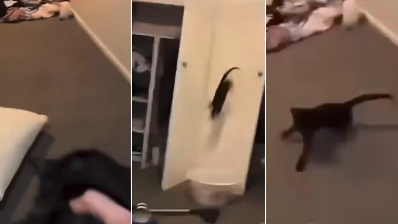 Real video frames of the black cat behind the $CHANCE story